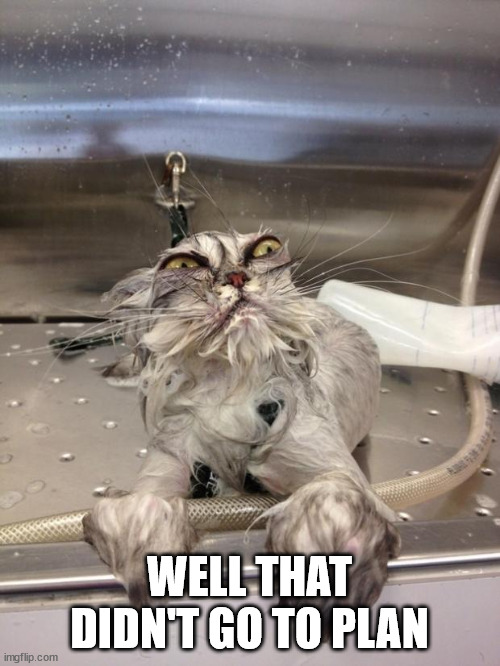 Angry Wet Cat | WELL THAT DIDN'T GO TO PLAN | image tagged in angry wet cat | made w/ Imgflip meme maker