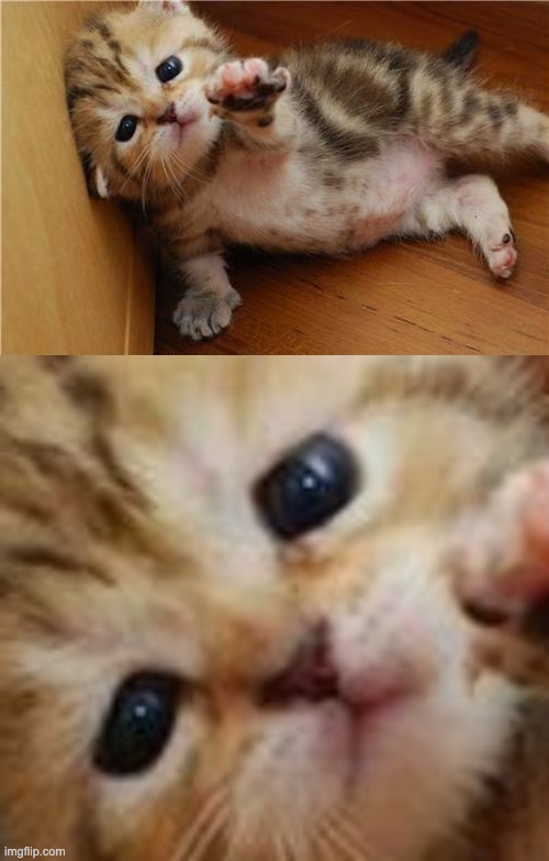 image tagged in help me kitten | made w/ Imgflip meme maker