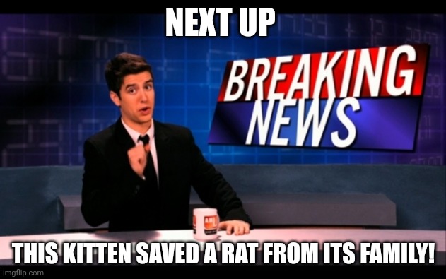 Breaking News Man | NEXT UP THIS KITTEN SAVED A RAT FROM ITS FAMILY! | image tagged in breaking news man | made w/ Imgflip meme maker