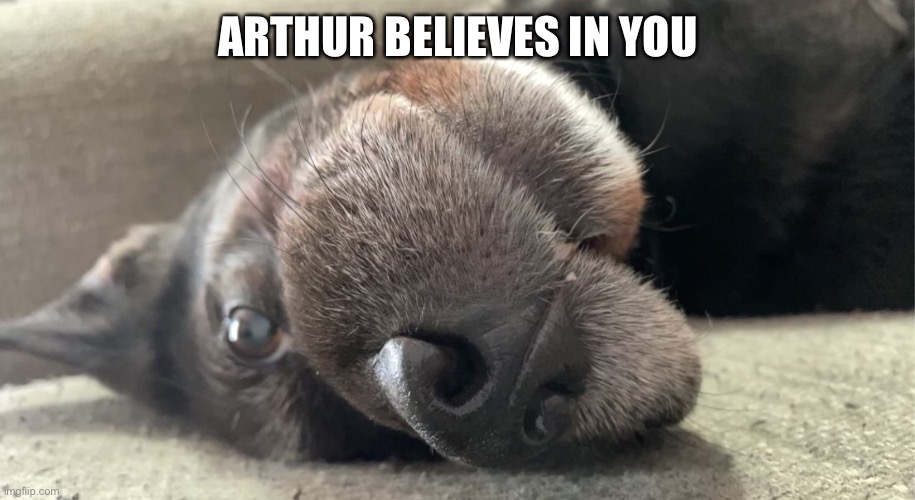 Arthur believes in you | ARTHUR BELIEVES IN YOU | image tagged in dog,cute,inspirational | made w/ Imgflip meme maker