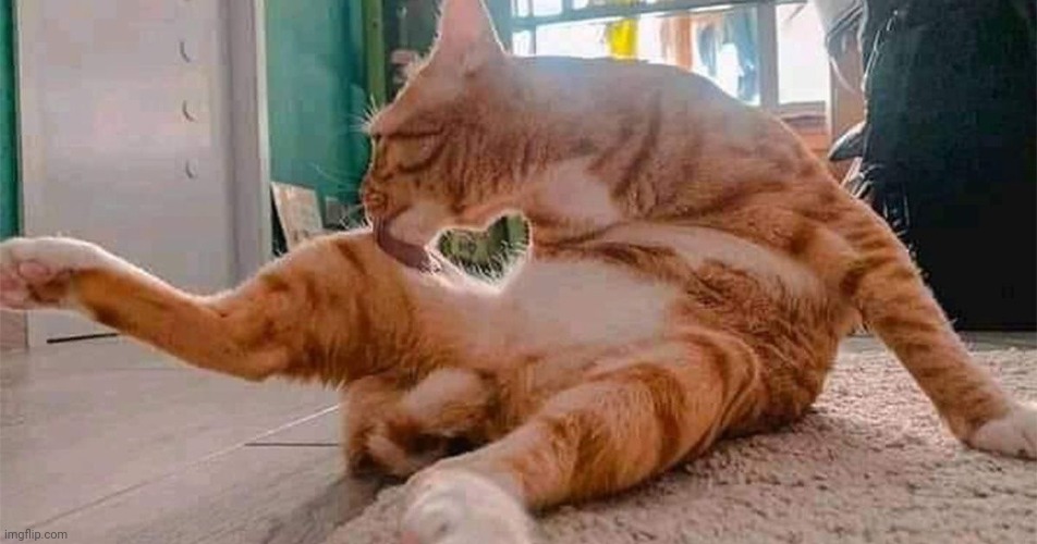 Perfectly timed | image tagged in cats,picture,heart,memes | made w/ Imgflip meme maker