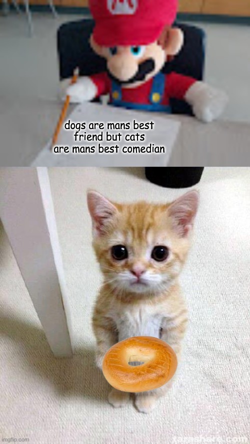 dogs are mans best friend but cats are mans best comedian | image tagged in mario writing facts,memes,cute cat | made w/ Imgflip meme maker