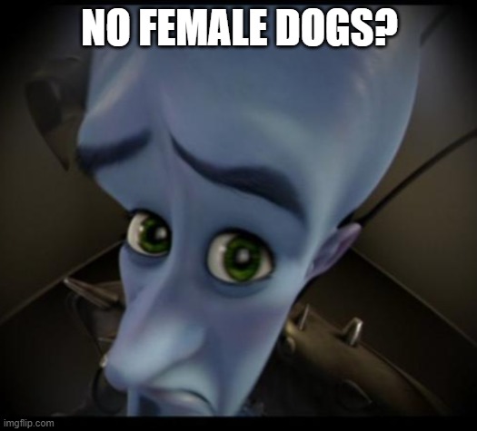 Megamind peeking | NO FEMALE DOGS? | image tagged in no bitches | made w/ Imgflip meme maker