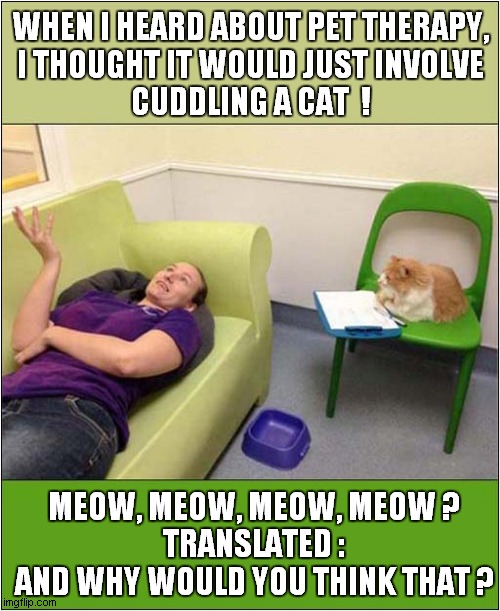 Pet Therapy In Action ! | WHEN I HEARD ABOUT PET THERAPY,
I THOUGHT IT WOULD JUST INVOLVE
CUDDLING A CAT  ! MEOW, MEOW, MEOW, MEOW ?
TRANSLATED :
AND WHY WOULD YOU THINK THAT ? | image tagged in cats,pet therapy,psychiatrist | made w/ Imgflip meme maker