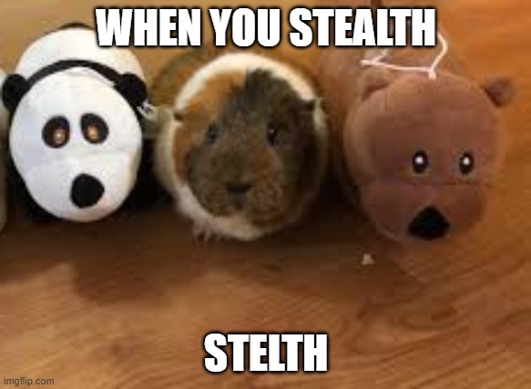 Stealth | WHEN YOU STEALTH; STELTH | image tagged in guinea pig | made w/ Imgflip meme maker