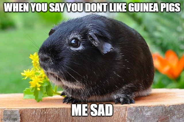 Me sad | WHEN YOU SAY YOU DONT LIKE GUINEA PIGS; ME SAD | image tagged in guinea pig | made w/ Imgflip meme maker