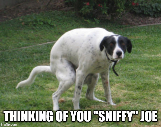 dog pooping intensely | THINKING OF YOU "SNIFFY" JOE | image tagged in dog pooping intensely | made w/ Imgflip meme maker