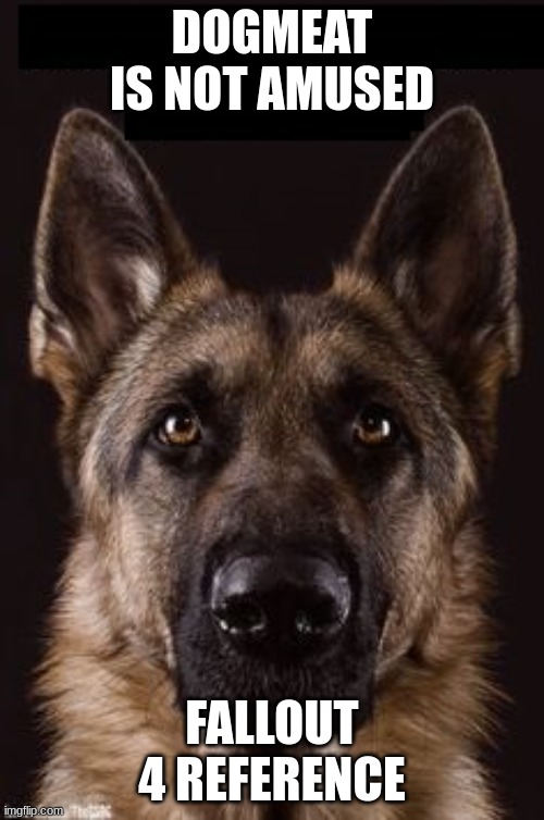 yep fallout 4 | DOGMEAT IS NOT AMUSED; FALLOUT 4 REFERENCE | image tagged in germanshepherdnotamused | made w/ Imgflip meme maker