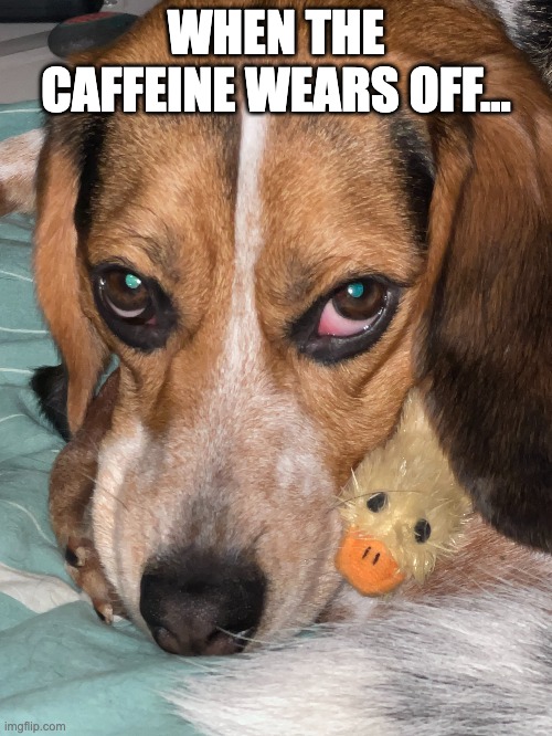 No Caffeine... | WHEN THE CAFFEINE WEARS OFF... | image tagged in puppies,cute dog,coffee | made w/ Imgflip meme maker