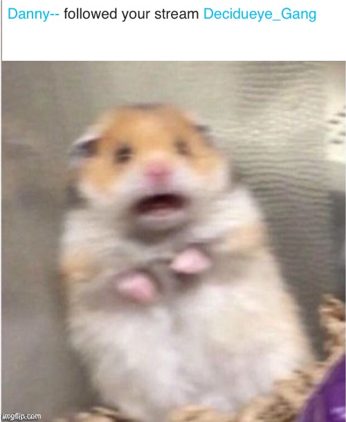 Scared Hamster | image tagged in scared hamster | made w/ Imgflip meme maker