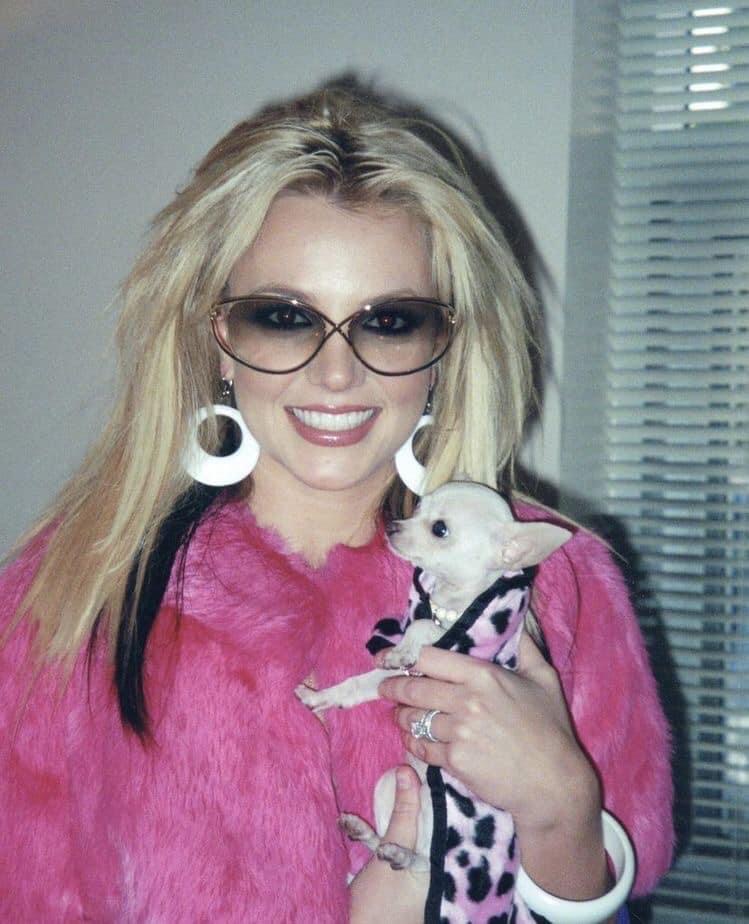 High Quality Britney Spears chihuahua Blank Meme Template