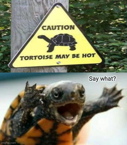 Tortoise | Say what? | image tagged in turtle say what,tortoise,turtles,turtle,memes,signs | made w/ Imgflip meme maker