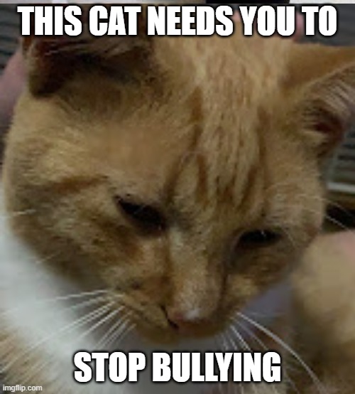 THIS CAT NEEDS YOU TO; STOP BULLYING | made w/ Imgflip meme maker