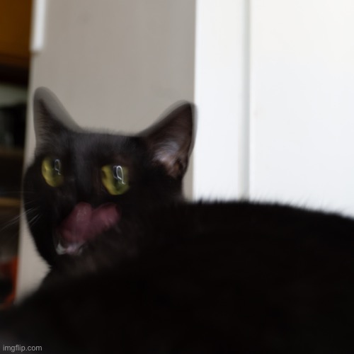 Black Cat Or Void Cat | image tagged in demon spawn with four paws,sarlah,sarlahthecat,vanillabizcotti,vanbiz,vanbiztherapper | made w/ Imgflip meme maker