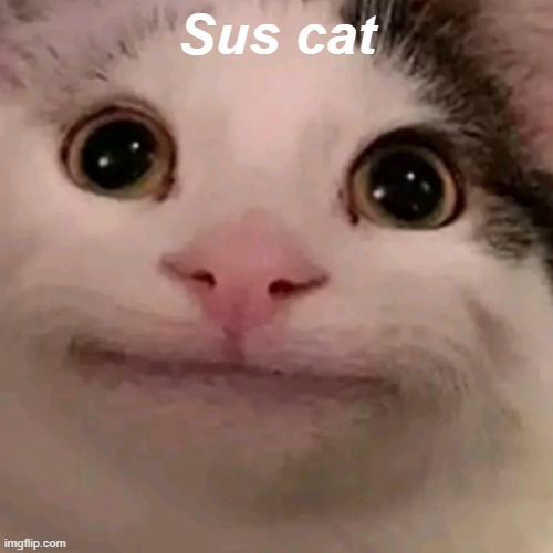 When the cat is sus: | Sus cat | image tagged in beluga,memes | made w/ Imgflip meme maker