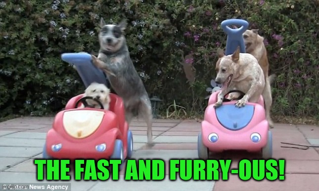 THE FAST AND FURRY-OUS! | made w/ Imgflip meme maker