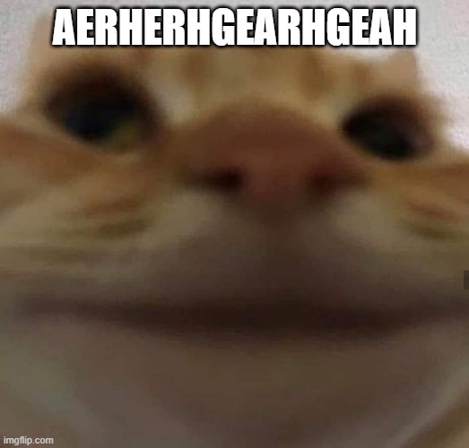 awkward cat | AERHERHGEARHGEAH | image tagged in awkward cat | made w/ Imgflip meme maker