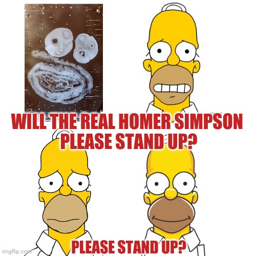 Histology humor | WILL THE REAL HOMER SIMPSON 
PLEASE STAND UP? PLEASE STAND UP? | image tagged in histology,homer simpson | made w/ Imgflip meme maker