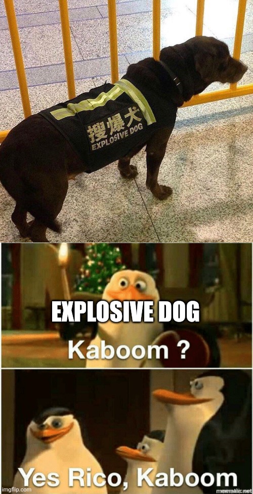 BOOOOOMMM | EXPLOSIVE DOG | image tagged in explosive dog,kaboom yes rico kaboom | made w/ Imgflip meme maker