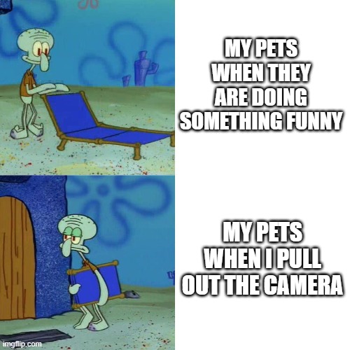 Squidward chair | MY PETS WHEN THEY ARE DOING SOMETHING FUNNY MY PETS WHEN I PULL OUT THE CAMERA | image tagged in squidward chair | made w/ Imgflip meme maker