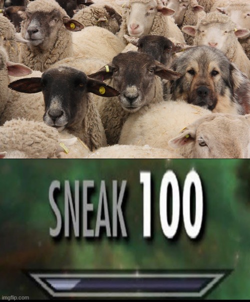 image tagged in sneak 100,sheeps,dog | made w/ Imgflip meme maker