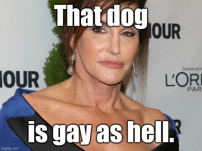 Bruce Jenner, Woman of the Year | That dog is gay as hell. | image tagged in bruce jenner woman of the year | made w/ Imgflip meme maker