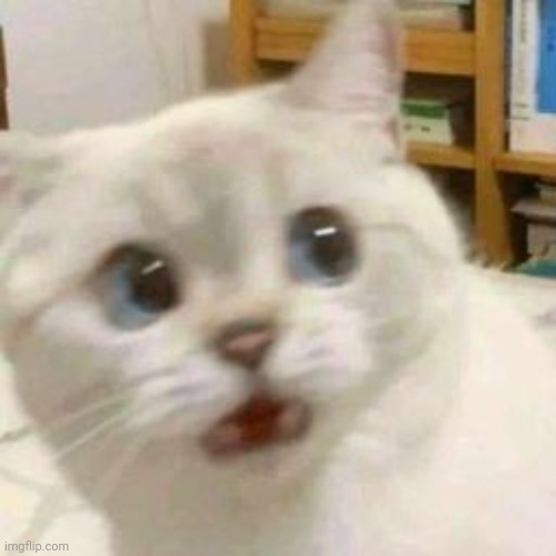 scared cat | image tagged in scared cat | made w/ Imgflip meme maker