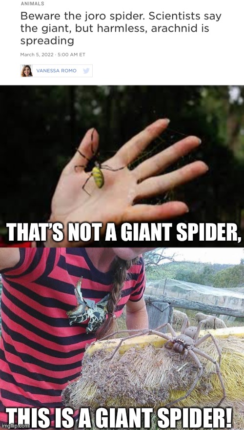 Australia calls your giant spider and raises you…l | THAT’S NOT A GIANT SPIDER, THIS IS A GIANT SPIDER! | image tagged in big spider | made w/ Imgflip meme maker
