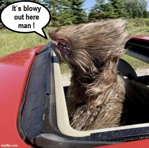 Shooting the breeze with Bubbles ! | It`s blowy
out here
man ! | image tagged in wind | made w/ Imgflip meme maker