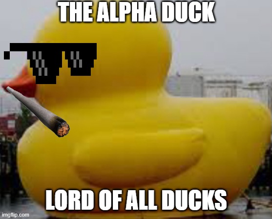 HE IS THE GOD | THE ALPHA DUCK; LORD OF ALL DUCKS | image tagged in when the duck is bigger than the tub | made w/ Imgflip meme maker