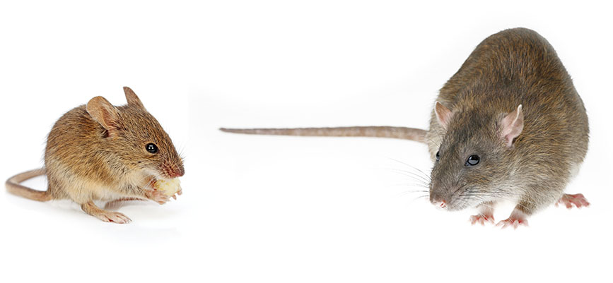 Mouse and Rat comparison difference rodent Blank Meme Template