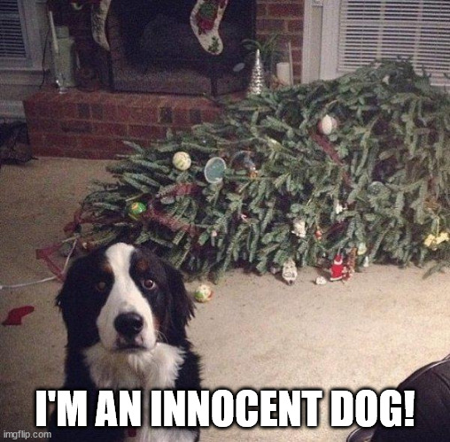 innocent dog | I'M AN INNOCENT DOG! | image tagged in innocent dog | made w/ Imgflip meme maker
