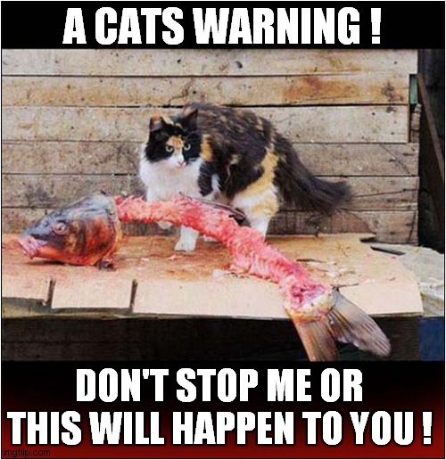 Be Afraid, Very Afraid ! | A CATS WARNING ! DON'T STOP ME OR THIS WILL HAPPEN TO YOU ! | image tagged in cats,be afraid,warning killer cat | made w/ Imgflip meme maker