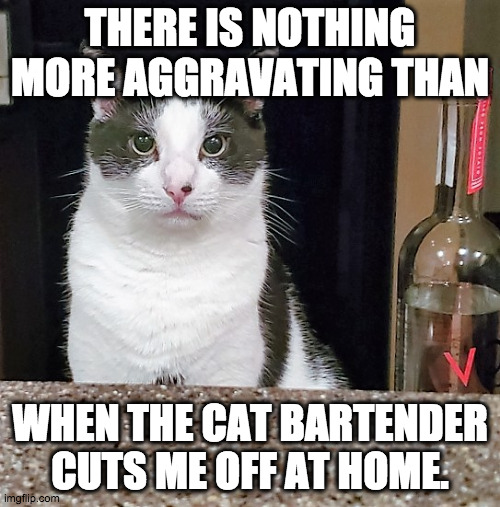 Almost got 86d! | THERE IS NOTHING MORE AGGRAVATING THAN; WHEN THE CAT BARTENDER CUTS ME OFF AT HOME. | image tagged in effie the bartender,drunk,drinking | made w/ Imgflip meme maker