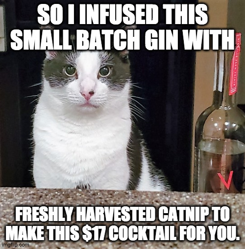 My home bartender has gone on a mixology kick as of late |  SO I INFUSED THIS SMALL BATCH GIN WITH; FRESHLY HARVESTED CATNIP TO MAKE THIS $17 COCKTAIL FOR YOU. | image tagged in effie the bartender,drinking,bartender,kitty,meme | made w/ Imgflip meme maker