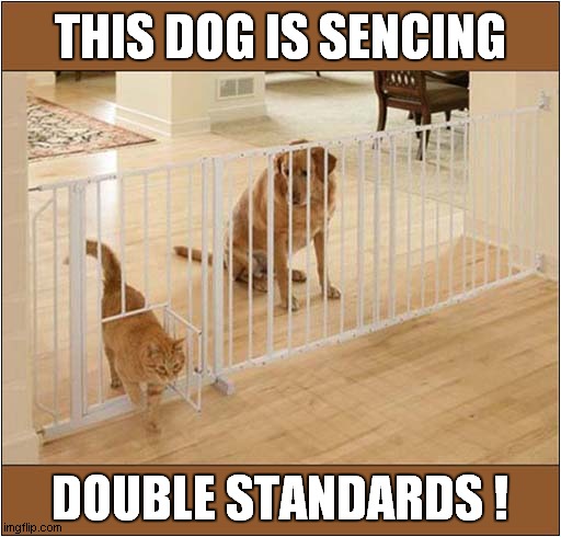 Life Can Be So Unfair ! | THIS DOG IS SENCING; DOUBLE STANDARDS ! | image tagged in dogs,cats,fencing,unfair | made w/ Imgflip meme maker