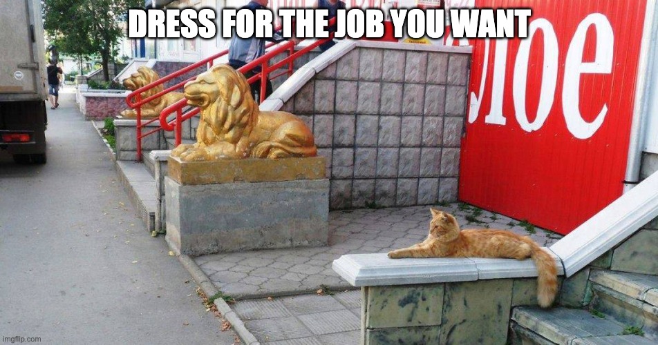 Dress for the job you want | DRESS FOR THE JOB YOU WANT | image tagged in cats are awesome | made w/ Imgflip meme maker