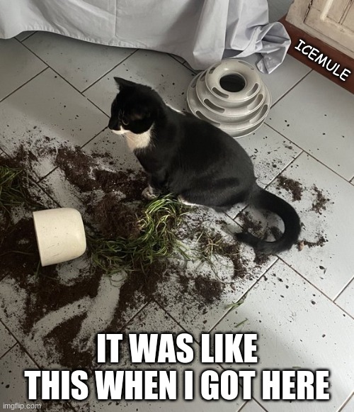 cat damage | ICEMULE; IT WAS LIKE THIS WHEN I GOT HERE | image tagged in cats | made w/ Imgflip meme maker