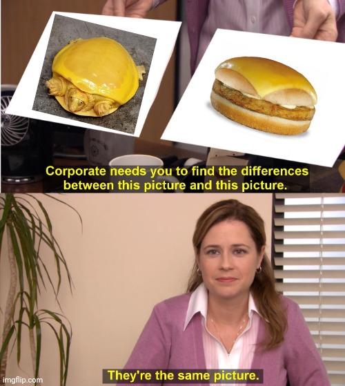 Albino Indian flapshell turtle and cheese top burger | image tagged in memes,they're the same picture,turtles,turtle,cheese,cheese top burger | made w/ Imgflip meme maker