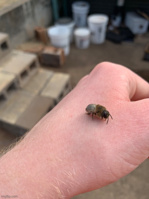 Male honeybee | made w/ Imgflip meme maker