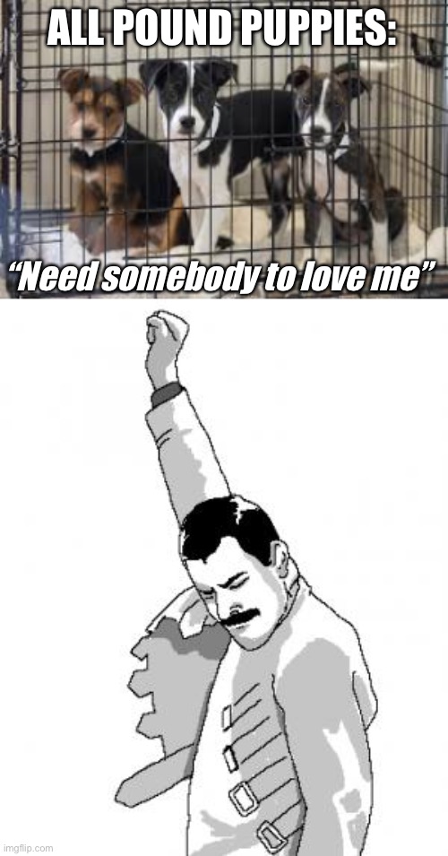 Rescue dogs | ALL POUND PUPPIES: “Need somebody to love me” | image tagged in freddie mercury,funny dogs | made w/ Imgflip meme maker
