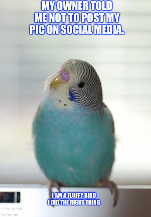 Cute but mean | MY OWNER TOLD ME NOT TO POST MY PIC ON SOCIAL MEDIA. I AM A FLUFFY BIRD I DID THE RIGHT THING | image tagged in cute but mean | made w/ Imgflip meme maker