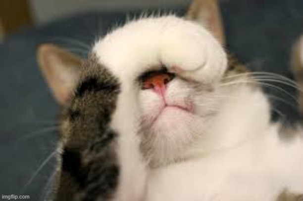 facepalm cat | image tagged in facepalm cat | made w/ Imgflip meme maker