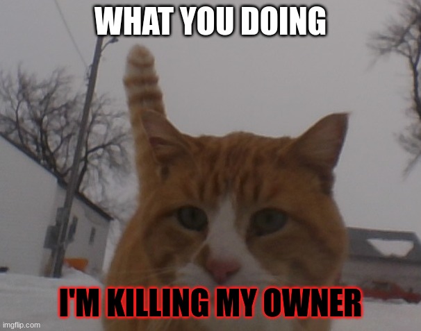 Good cat | WHAT YOU DOING; I'M KILLING MY OWNER | image tagged in cat | made w/ Imgflip meme maker