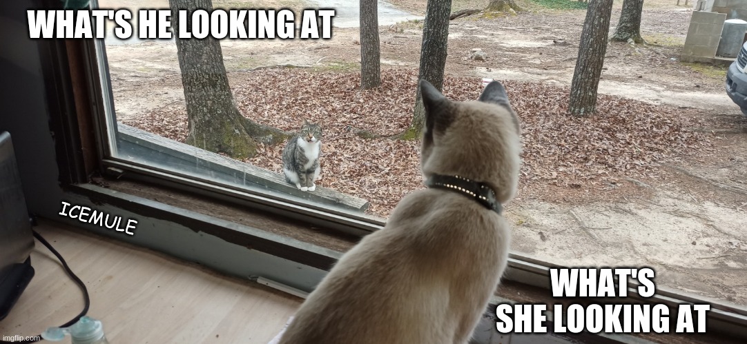 cats staring | WHAT'S HE LOOKING AT; ICEMULE; WHAT'S SHE LOOKING AT | image tagged in funny cats | made w/ Imgflip meme maker
