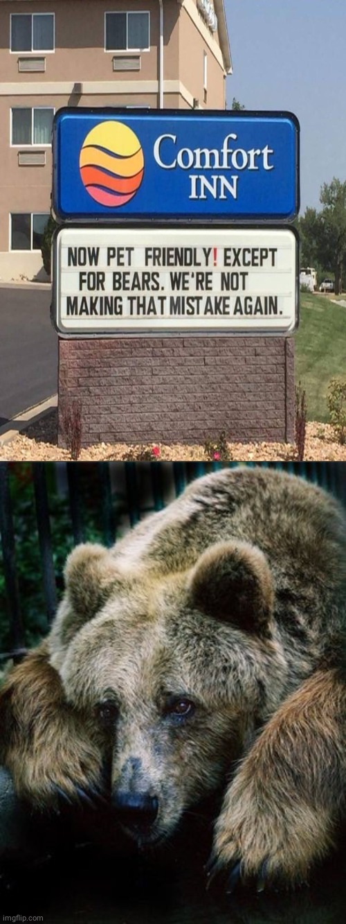 Comfort Inn | image tagged in sad bear,reposts,repost,hotel,memes,bears | made w/ Imgflip meme maker