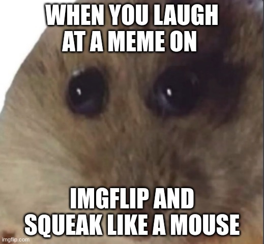Hampter | WHEN YOU LAUGH AT A MEME ON; IMGFLIP AND SQUEAK LIKE A MOUSE | image tagged in hampter | made w/ Imgflip meme maker