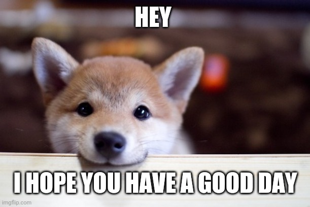 :) | HEY; I HOPE YOU HAVE A GOOD DAY | image tagged in cute dog,good day | made w/ Imgflip meme maker