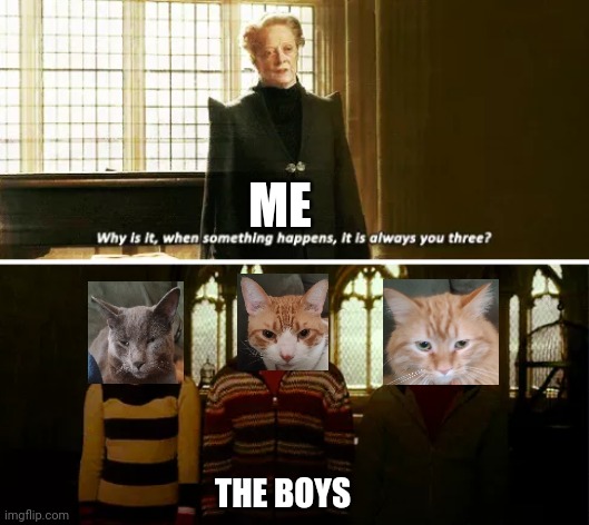 Cat life | ME; THE BOYS | image tagged in always you three | made w/ Imgflip meme maker