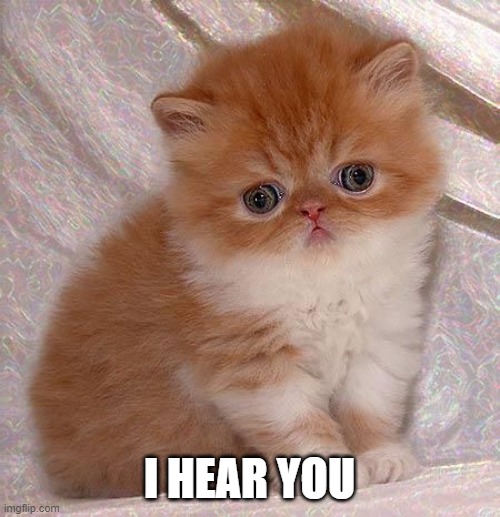 Sad Persian Kitten | I HEAR YOU | image tagged in sad persian kitten | made w/ Imgflip meme maker